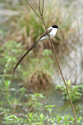 Long-tailed martin